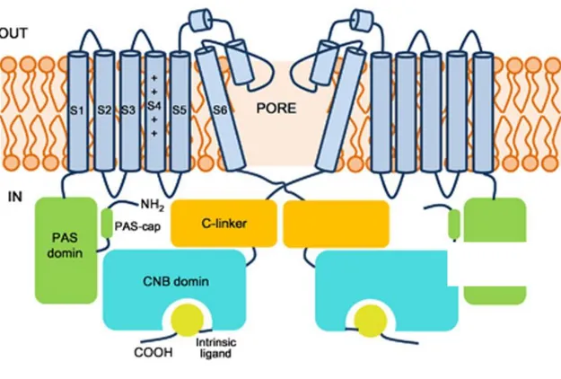 Figure 2. Schematic view of the KCNH1 channel showing the major structural domains. 