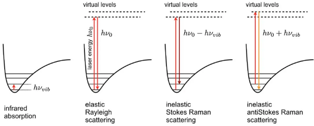 Figure 1.8. Schematic representation of vibrational absorption and elastic and inelastic scattering processes