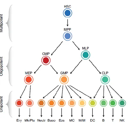 Figure  1.  The  classical  hierarchical  model  of  human    hematopoiesis.  Hierarchical  scheme  including  multipotent,  oligopotent  and  unipotent  cell  types