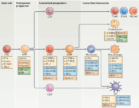 Figure 2.  Transcription factors and epigenetic regulators of human hematopoiesis.   The  figure  focuses  on  the  main  stages  of  myeloid  differentiation  (in  the  central  horizontal  axis)  and  indicates  the  key  transcription  factors  (yellow 