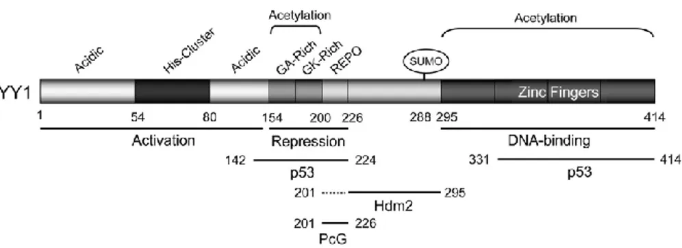 Figure  6.  The  structure  for  human  YY1.  Human  YY1  consists  of  414  amino  acids  with  an  aminoterminal  transactivation  domain  containing  11x  His  cluster  and  a  carboxyl terminal  zinc  finger  domain