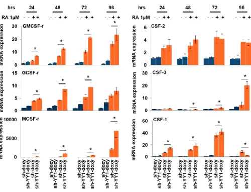 Figure  6:  Effect  of  YY1  knockdown  and  RA  treatment  on  growth  factors  /receptors gene expression