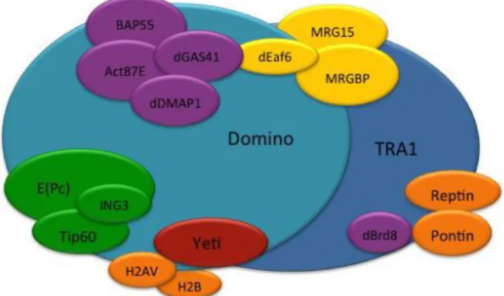 Figure 2.6. Cartoon of dTip60 composition. 