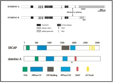 Fig. 2.7. Domain organization of DOM-A and DOM-B and comparison with the 