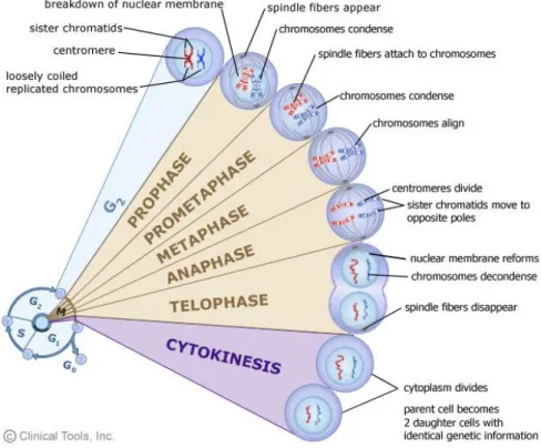 Figure 2.9. Phases of mitosis. 