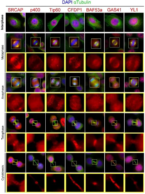 Figure 2.11. Dynamic localization of human SRCAP and tip60/p400 proteins 