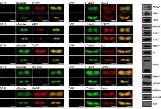 Fig.  2.11.  IF  and  WB  of  isolated  midbodies  from  HeLa  cells.  IF  images  show 