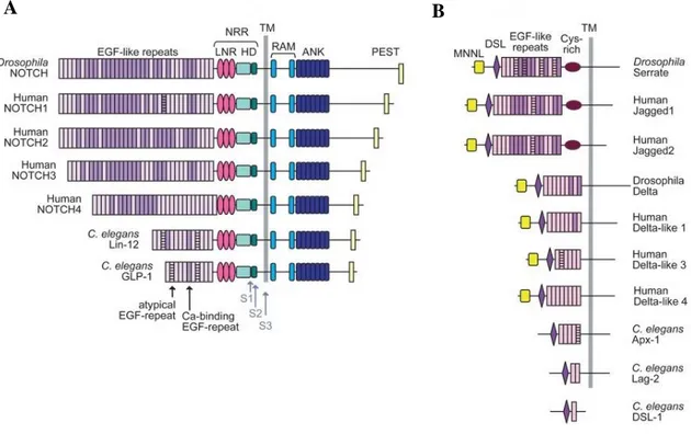 Figure 1.2: Characterized  Notch receptors and ligands of Drosophila and mammals.  (A) The domain 