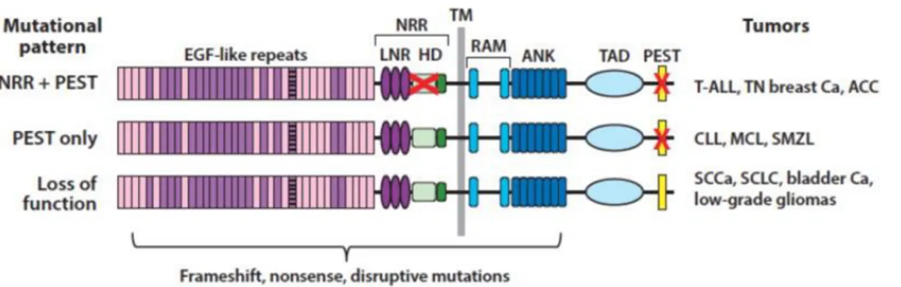 Figure 1.4: Patterns of Notch mutations in various cancers. The red X in the negative regulatory region 