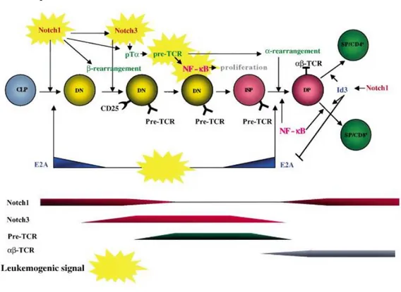 Figure  1.5:  Schematic  model  of  relationships  between  murine  T cell  development  and  leukemogenic  events