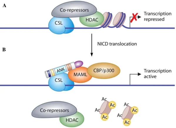 Figure 1.17: Activation of transcription by the Notch intracellular domain (NICD). (A) Under basal, 