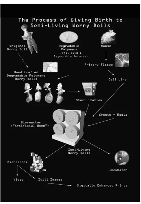 Diagramma illustrativo dei materiali e dei metodi usati per la creazione e la crescita della  semi-living worry dolls.