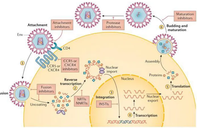 Figure 4 HIV-1 life cycle  