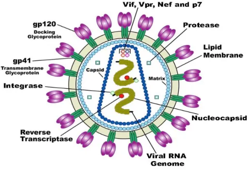 Figure 2 The HIV-1 virion structure 