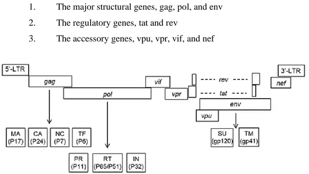 Figure 3 Genomic organization of HIV-1 