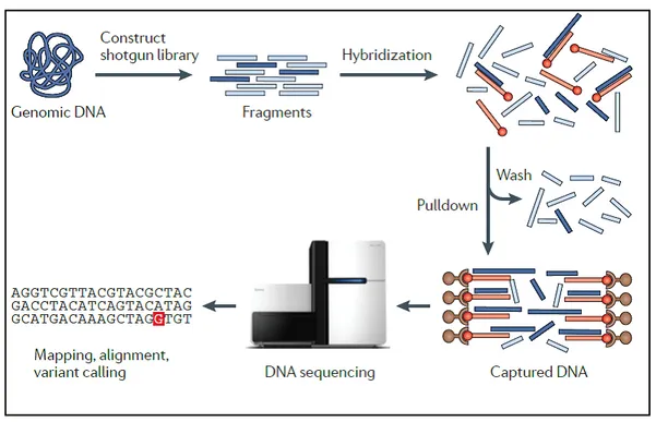 Figure 1:  Workflow for the exome sequencing.  First step is DNA fragmentation and the construction  of a library