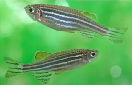Figure 4:  Male and female zebrafish