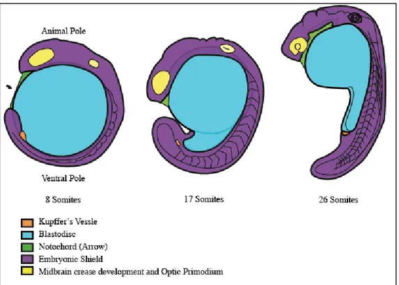 Figure  6:  https://embryology.med.unsw.edu.au/embryology/index.php/Zebrafish_Segmentation_Period