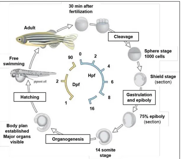 Figure 7: Zebrafish developmental stages. (Ramcharran, 2016). 