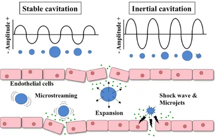 Figure 1.5: Sketch of stable and inertial cavitation showing the ef-