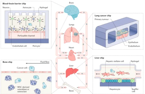 Figure 1.13: Image taken from [181].Modelling systemic metastasis in a body-on-chip.