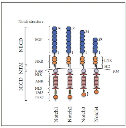 Figure 1. Notch family receptors in mammals. Schematic representation of the Notch receptors 