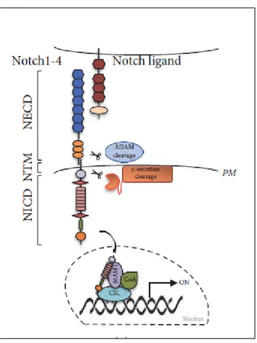 Figure 2. The canonical Notch signaling pathway. Ligand binding triggers two sequential 