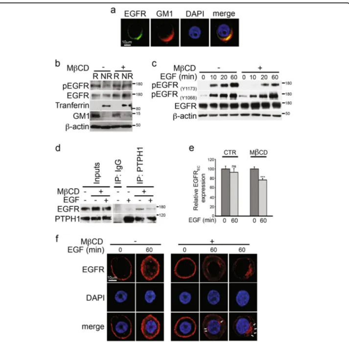 Fig. 5 Rafts depletion induces endogenous EGFR-PTPH1 interaction, EGFR dephopshorylation, and its intracellular arrest in MDA-MB-468 TNBC cells