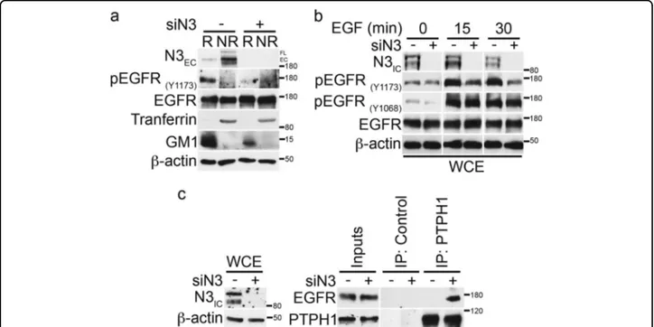 Fig. 6 Notch3 downregulation induces EGFR dephosphorylation by promoting the endogenous EGFR/PTPH1 interaction
