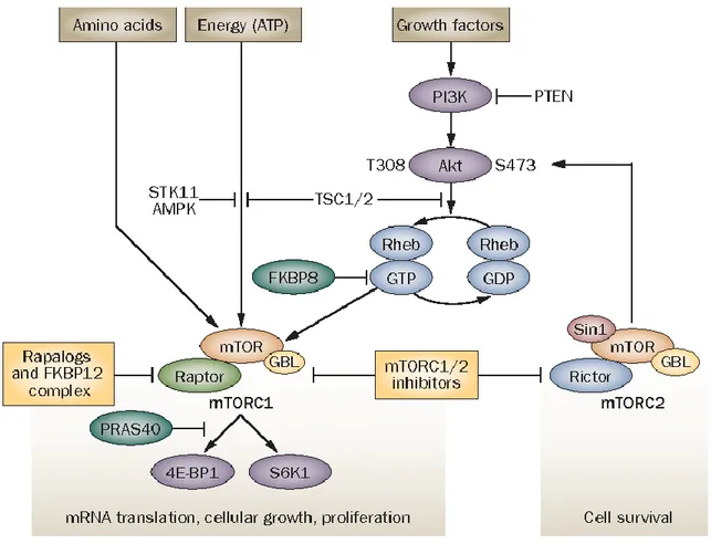 Figure 3. Overview of the PI3K/AKT/mTOR signaling pathway. mTOR signaling pathways. mTOR forms 