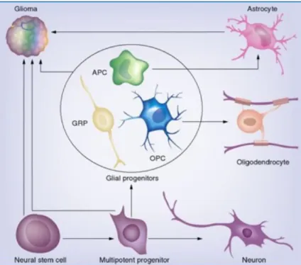 Figure 1: Schematic representation of normal glial cells from which gliomas derived.  Modified from The Cellular Origin for Malignant Glioma and Prospects for Clinical 