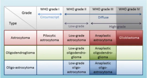Figure 2: Classification of gliomas in types and WHO grades. Modified from Taal W.r &amp;  Bromberg  JEC  &amp;  Bent  M