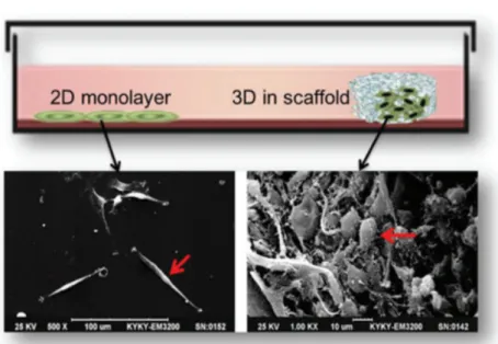 Figure 4: Different cell organization in 2D and 3D cultures. Comparison of tumor 