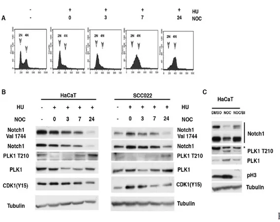 Figure 3. PLK1-Dependent Degradation of NOTCH1 at the G2-M transition. A,B) HaCaT and SCC022 cells were collected at the 