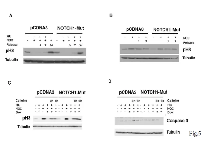 Figure  5.  Overexpression  of  NOTCH1  mutant  unphosphorylable  by  PLK1  has  not  effect  on  cell  cycle  progression