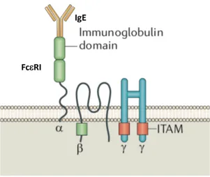 Figure 4. Structure of high-affinity receptor for IgE (Fc e RI). Fc eRI recepotor is composed  by one a-chain containing two immunoglobulin-like domains capable of binding one single  molecule of IgE, one transmembrane b-chain with 4 hydrophobic domains, a