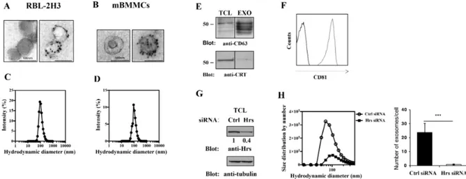 Figure  10.  Characterization  and  biogenesis  of  mast  cell-derived  nanovesicles.  A  and  B, 