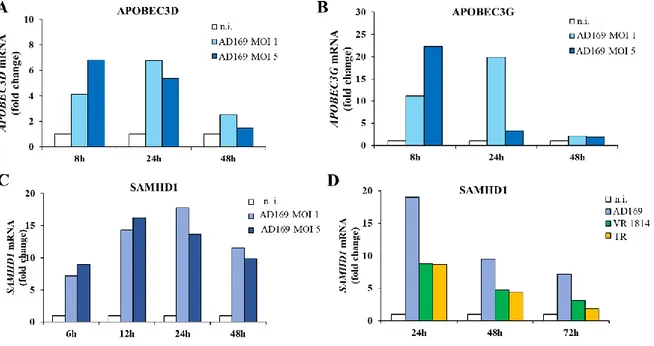 Figure 8. mRNA expression levels of APOBEC3D/G and SAMHD1 upon HCMV infection 