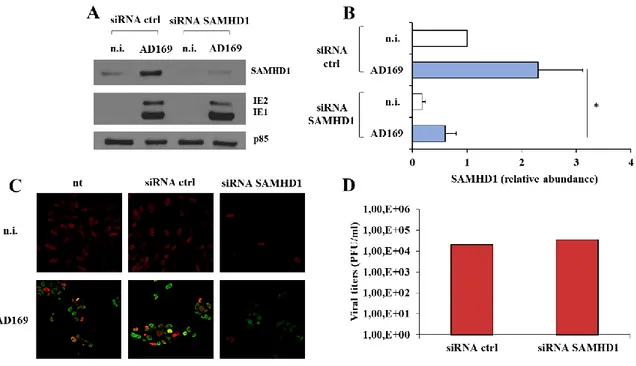 Figure 10. Influence of SAMHD1 silencing on HCMV replication 