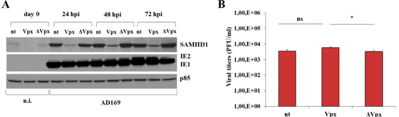 Figure 11. Influence of Vpx-mediated knocking-down of SAMHD1 expression on HCMV replication  HFFs  were  infected  with  VLPs  loaded  with  Vpx, or not  (ΔVpx)  at  a  MOI  of  1,  and  after  2 hours  the  cells  were  infected  with  AD169  at  a  MOI  