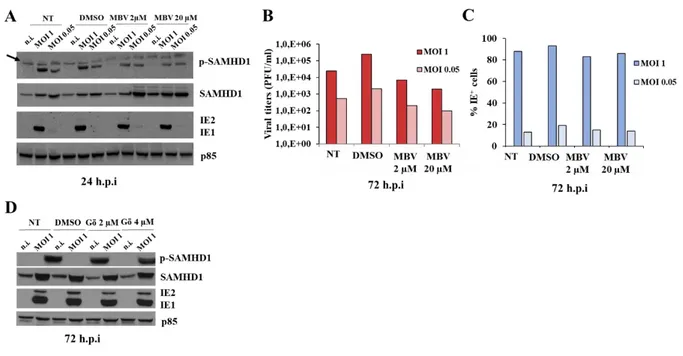 Figure  13.  Effect  of  pUL97  viral  kinase  inhibitors  on  SAMHD1  phosphorylation  and  HCMV  replication 