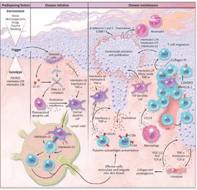 Figure 4. Psoriasis. Pathogenetic model of psoriasis (Di Meglio P et al., 2011). 