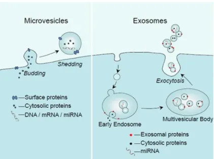 Figure  7.  Extracellular  vesicles  (EVs).  Schematic  representation  of  the  mechanisms  of  formation of microvesicles and exosomes (Lawson et al