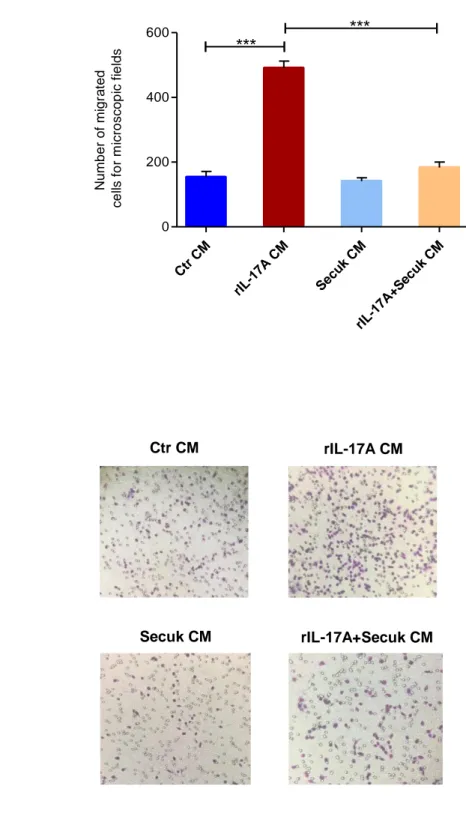 Figure  11  A-B.  The  effects  of  Secukinumab  on  IL-17A-dependent  angiogenesis.  (A)  The  number  of  migrated  cells  for  microscopic  fields