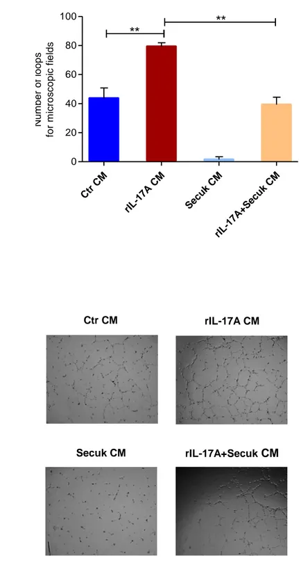 Figure  12  A-B.  The  effects  of  Secukinumab  on  IL-17A-dependent  angiogenesis.  (A)  The  number of loops cells for  microscopic fields