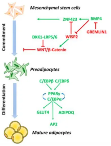 Figure 3: molecular mechanisms involved in adipogenesis (adapted from Longo et al.  2019)
