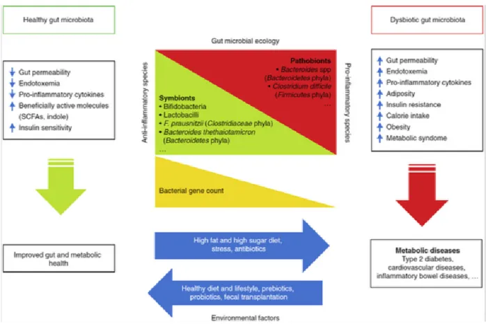 Figure 5: effects of a healthy gut microbiota and dysbiosis on metabolic health of the  host