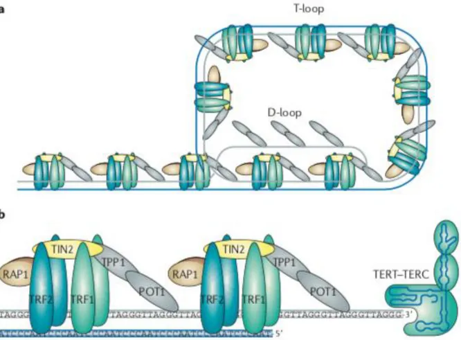 Figure 6:  a: Schematic model of the shelterin complex bound to a telomere in a T-loop  configuration
