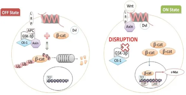 Figure 6. The Wnt canonical pathway. Wnt ligand binds to G-protein coupled receptors called  Frizzled  and  initiates  intracellular  signaling  cascade  leading  to  nuclear  accumulation  of   β-catenin and activation of target genes, which are mainly in