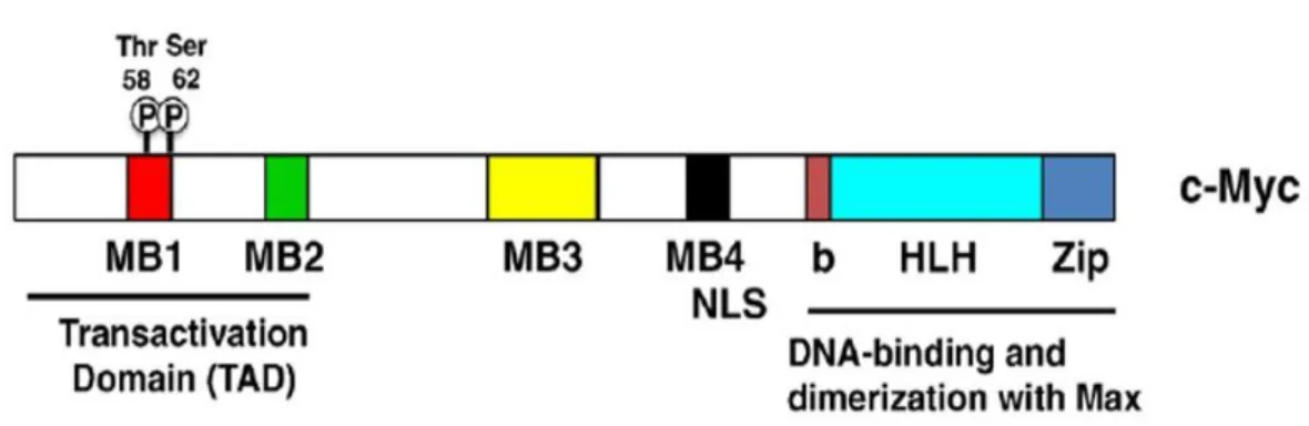 Figure  7.  Structure  of  the c-Myc  protein. TAD, transcriptional  activation  domain; Thr-58  and  Ser-62,  regulatory  phosphorylation  sites;  MB1-4,  the  evolutionary  conserved  Myc  boxes  1–4;  NLS,  nuclear  localization  signal;  bHLHZip,  basi